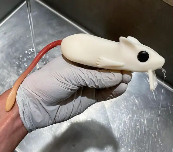 Field testing custom rat lure in real fishing conditions