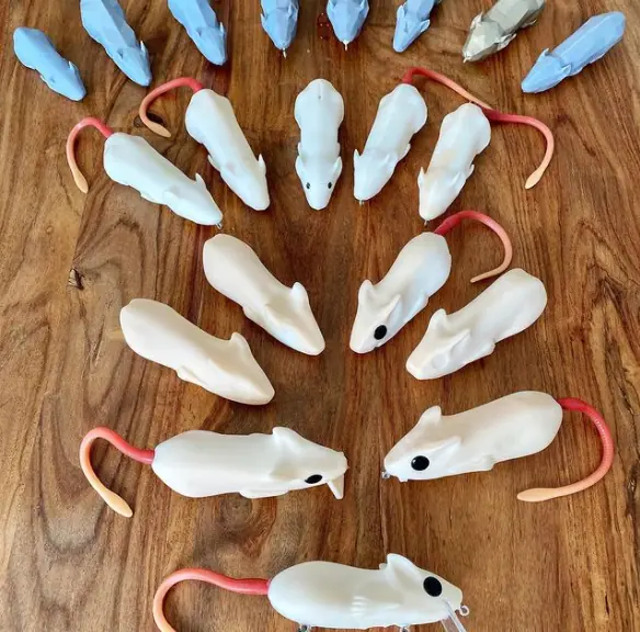 Prototype rat lure during testing and refinement